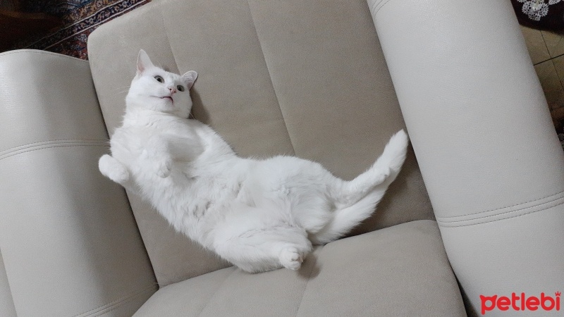Van Kedisi, Kedi  Pamuk fotoğrafı