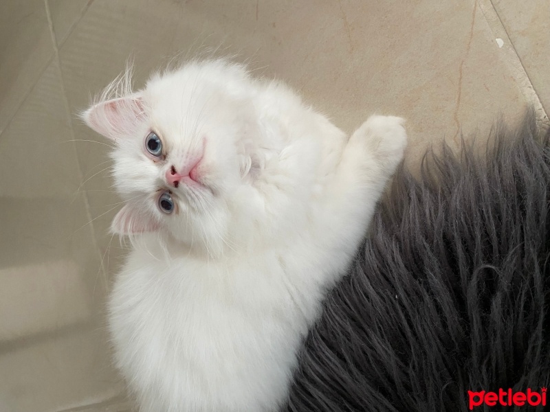 British Longhair, Kedi  İnci fotoğrafı