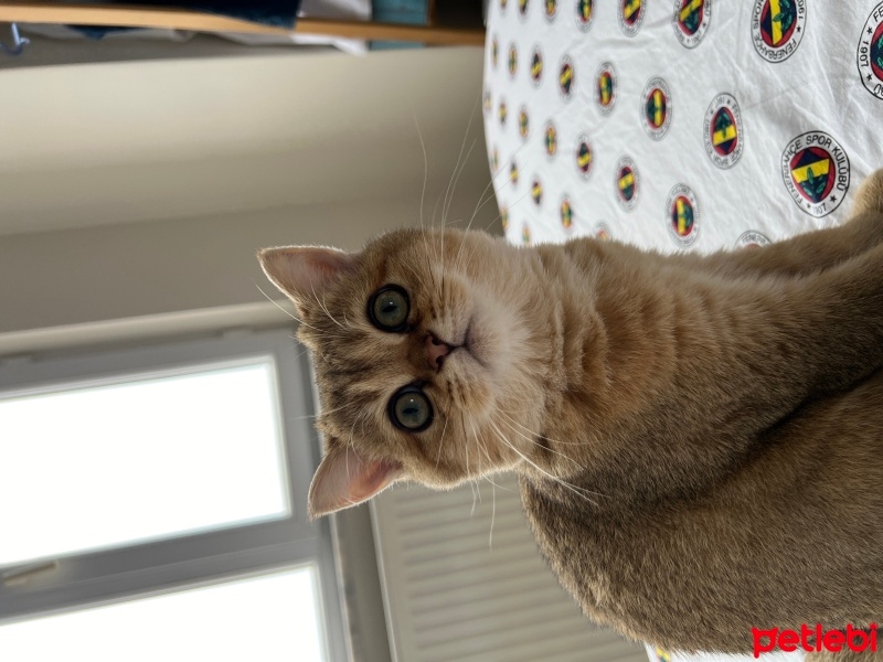 British Shorthair, Kedi  Sezar fotoğrafı