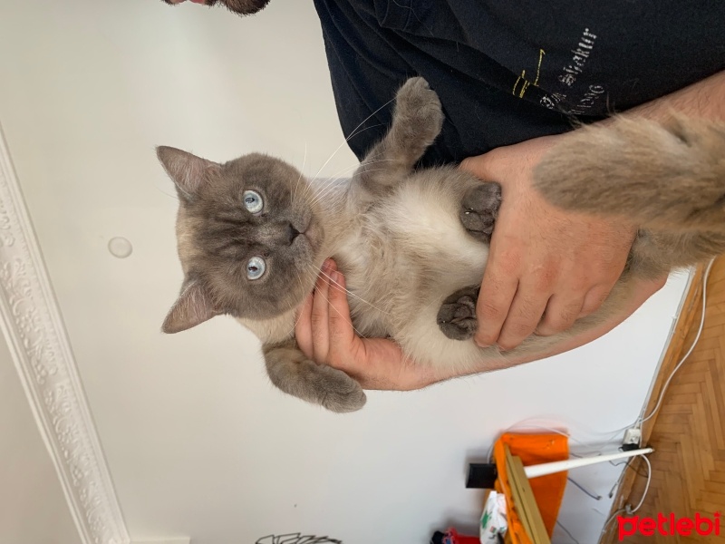British Shorthair, Kedi  Fırfır fotoğrafı