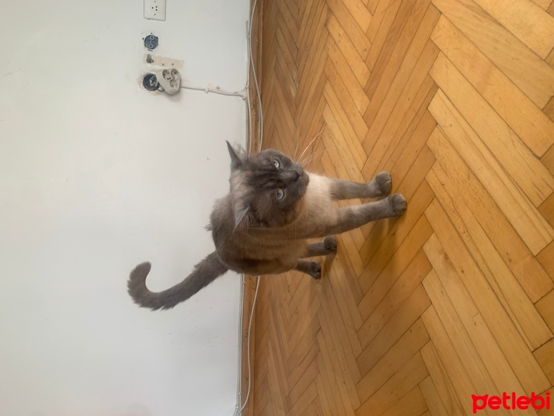 British Shorthair, Kedi  Fırfır fotoğrafı