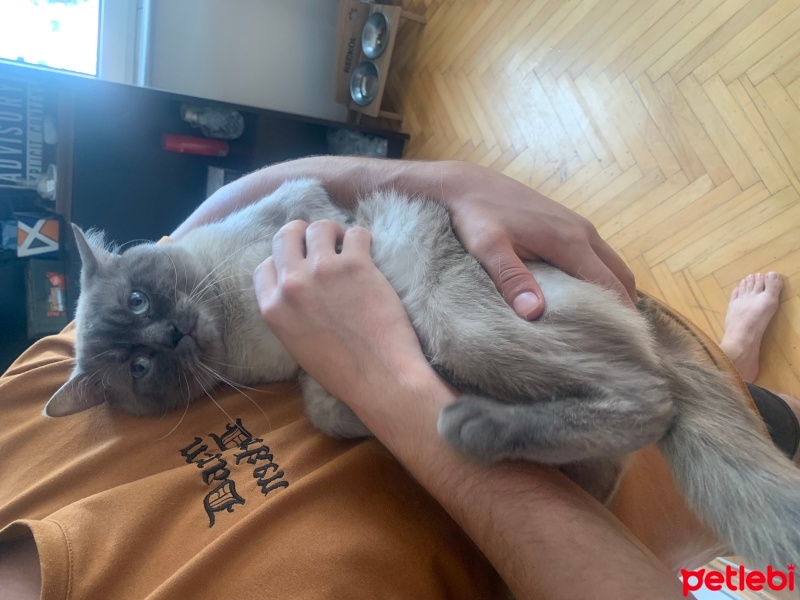 British Shorthair, Kedi  Fırfır fotoğrafı