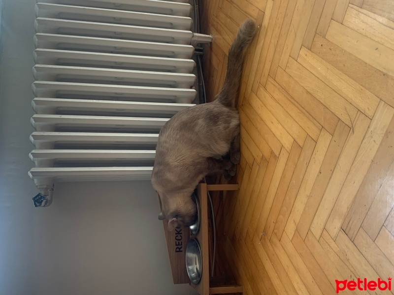 British Shorthair, Kedi  Fırfır fotoğrafı