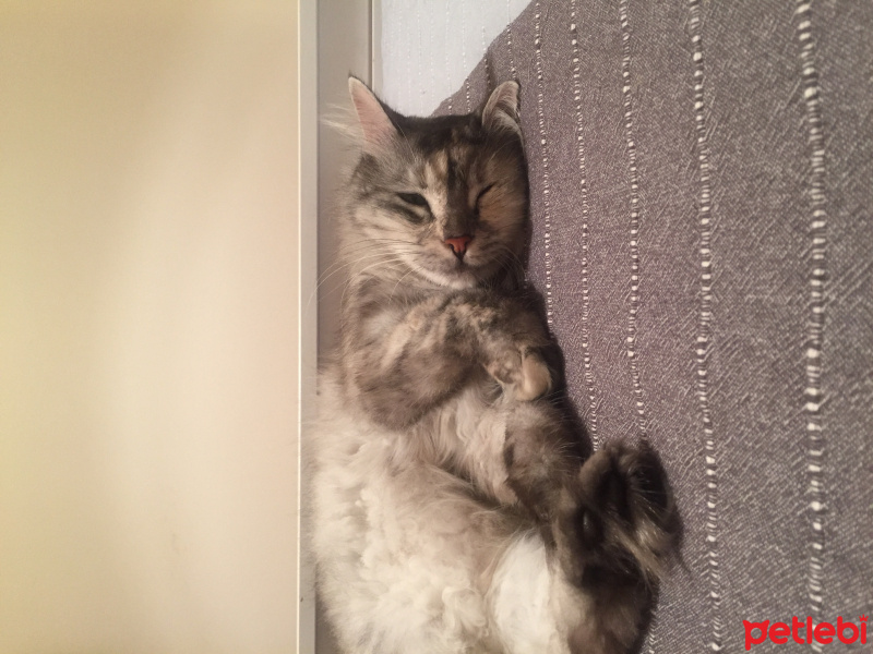Chinchilla, Kedi  Mia fotoğrafı