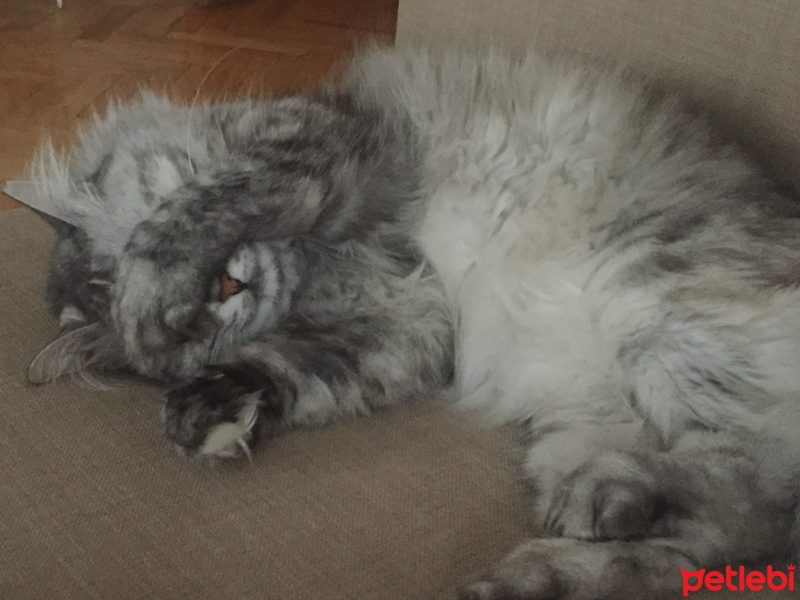 Chinchilla, Kedi  Mia fotoğrafı