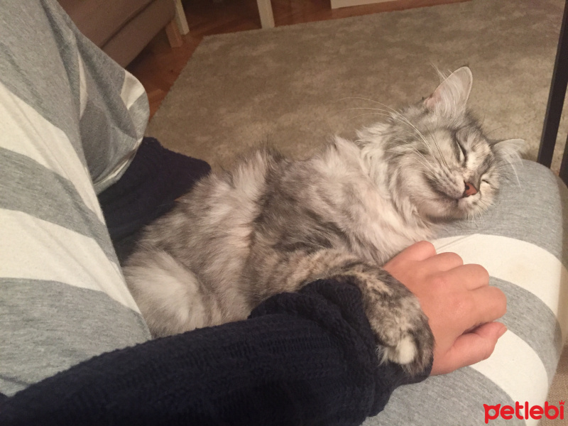 Chinchilla, Kedi  Mia fotoğrafı