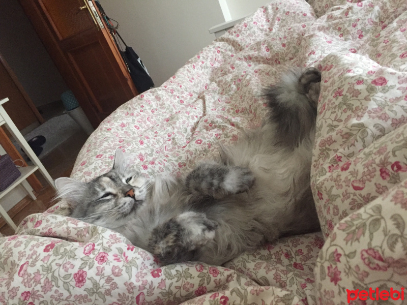 Chinchilla, Kedi  Mia fotoğrafı