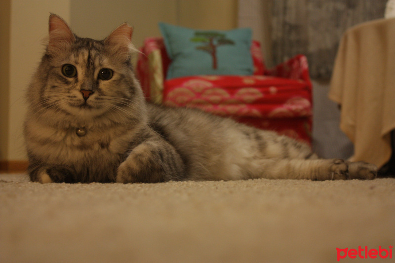 Chinchilla, Kedi  Mia fotoğrafı