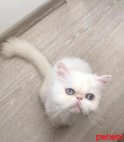 İran Kedisi (Persian), Kedi  Fendi fotoğrafı