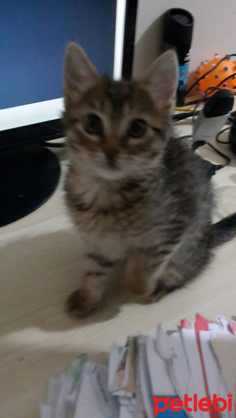 Tekir Kedi, Kedi  Minnoşlar fotoğrafı