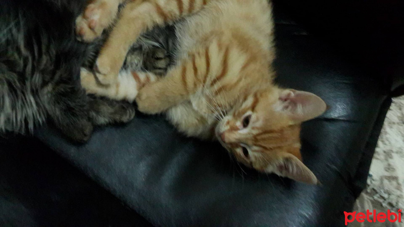 Tekir Kedi, Kedi  Minnoşlar fotoğrafı