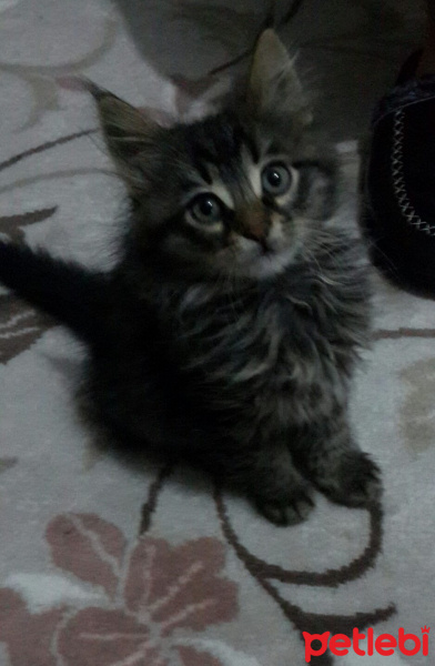 Tekir Kedi, Kedi  Minnoşlar fotoğrafı