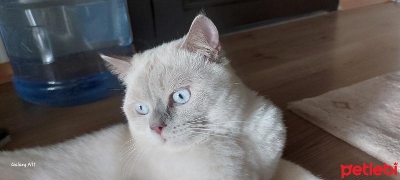 British Shorthair, Kedi  Boncuk fotoğrafı