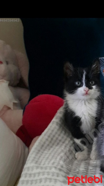 Tekir Kedi, Kedi  Pofuduk  fotoğrafı