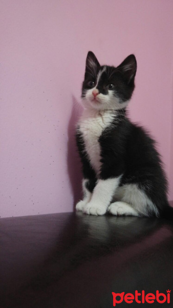 Tekir Kedi, Kedi  Pofuduk  fotoğrafı