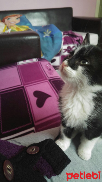 Tekir Kedi, Kedi  Pofuduk  fotoğrafı
