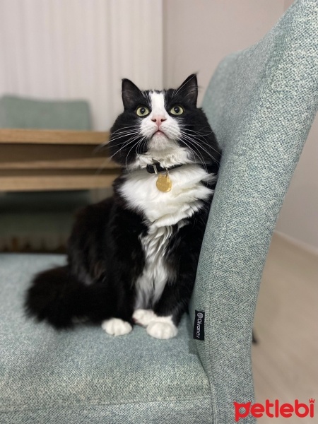 Tuxedo (Smokin) Kedi, Kedi  Gece fotoğrafı