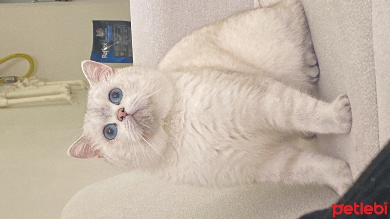 Scottish Fold, Kedi  Şahika fotoğrafı