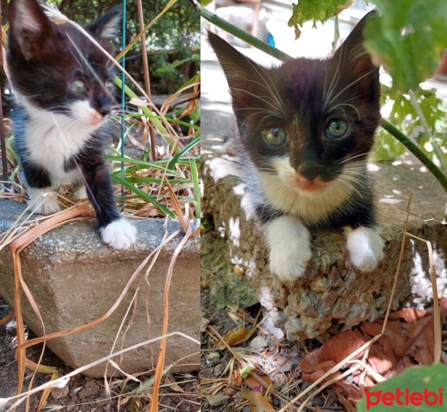 Tekir Kedi, Kedi  Kömür fotoğrafı