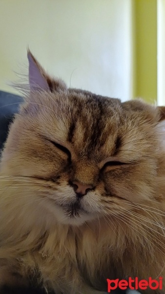 British Longhair, Kedi  Venüs fotoğrafı