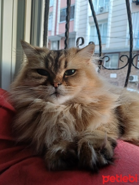 British Longhair, Kedi  Venüs fotoğrafı