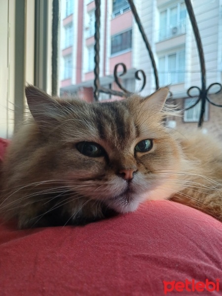 British Longhair, Kedi  Venüs fotoğrafı