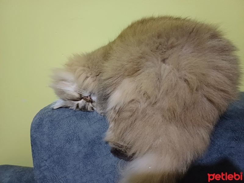 British Longhair, Kedi  Venüs fotoğrafı