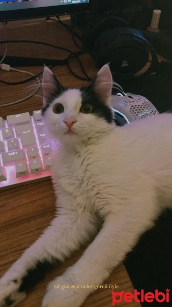 Tekir Kedi, Kedi  Gumball fotoğrafı