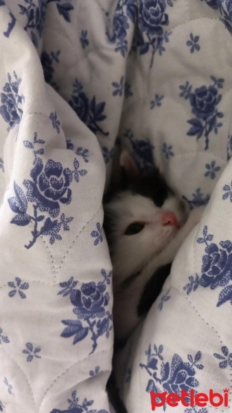 Tekir Kedi, Kedi  Gumball fotoğrafı