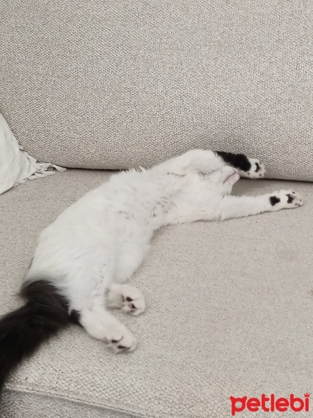 Tekir Kedi, Kedi  Gumball fotoğrafı