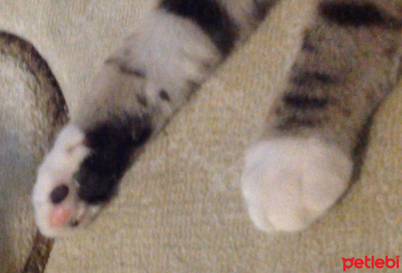 Tekir Kedi, Kedi  Paşa fotoğrafı
