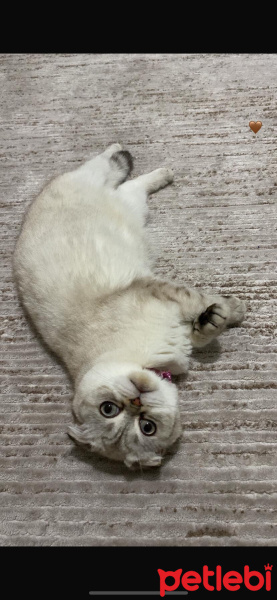 Scottish Fold, Kedi  Bonnie fotoğrafı