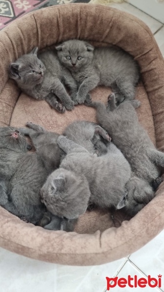 British Shorthair, Kedi  Bebek fotoğrafı