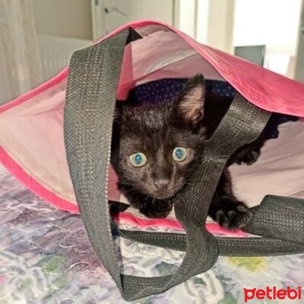 Tekir Kedi, Kedi  KARAM fotoğrafı