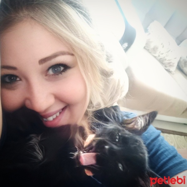 Tekir Kedi, Kedi  KARAM fotoğrafı