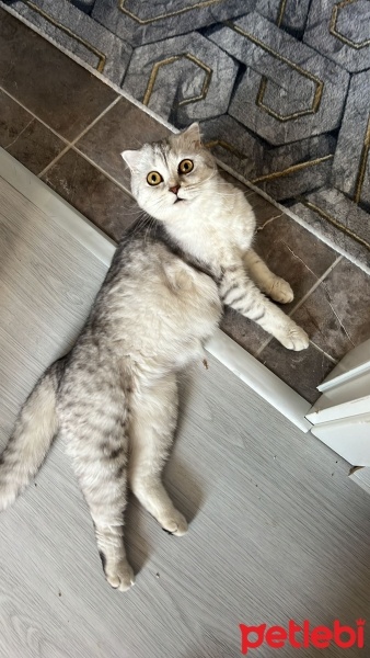 Scottish Fold, Kedi  sütlaç fotoğrafı