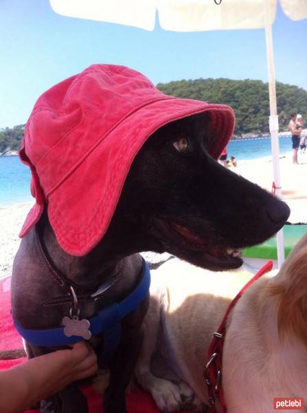 İskoç Terrier, Köpek  Zeytin fotoğrafı