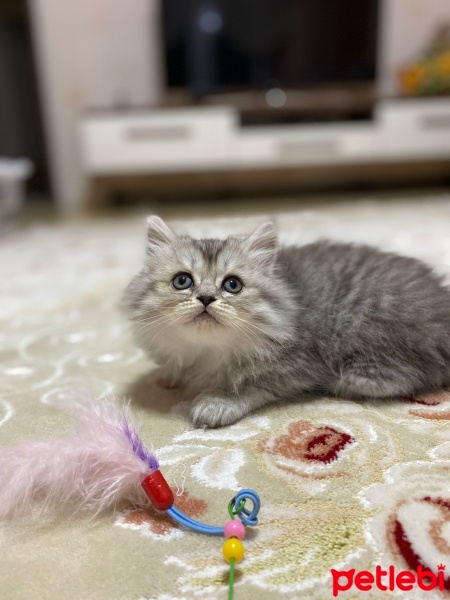 British Longhair, Kedi  Silver fotoğrafı
