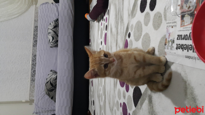 Tekir Kedi, Kedi  Karamel fotoğrafı