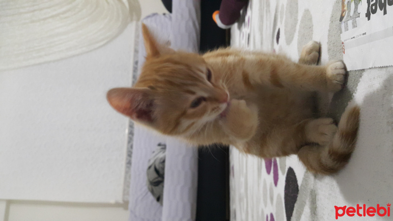 Tekir Kedi, Kedi  Karamel fotoğrafı