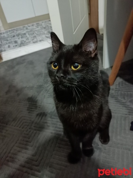 Tekir Kedi, Kedi  Miki fotoğrafı