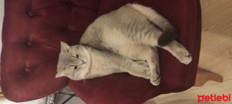 British Shorthair, Kedi  Alex fotoğrafı