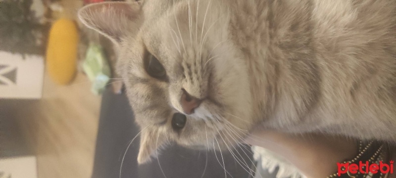 British Shorthair, Kedi  Alex fotoğrafı