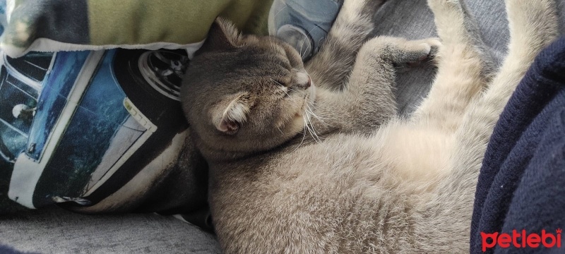 British Shorthair, Kedi  Alex fotoğrafı