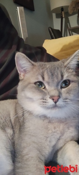 British Shorthair, Kedi  Alex fotoğrafı