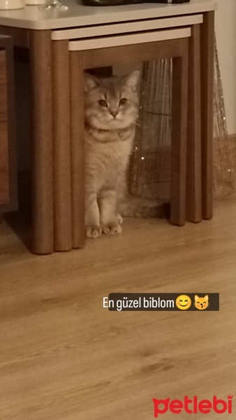British Shorthair, Kedi  Alex fotoğrafı