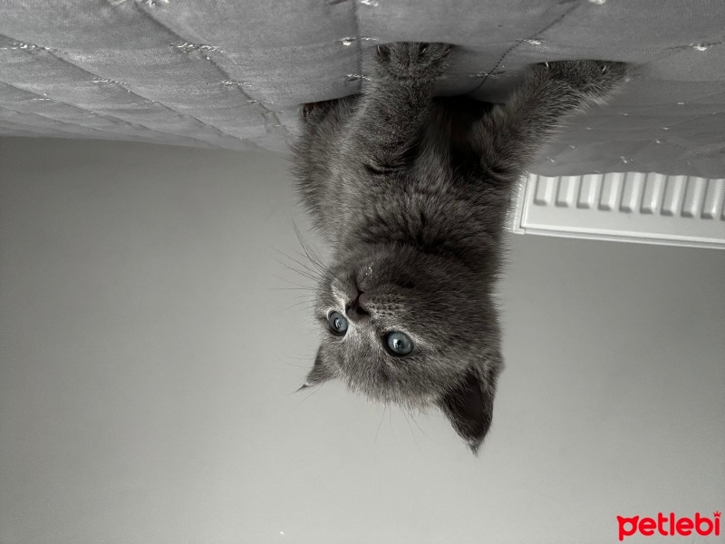 British Shorthair, Kedi  Simba fotoğrafı