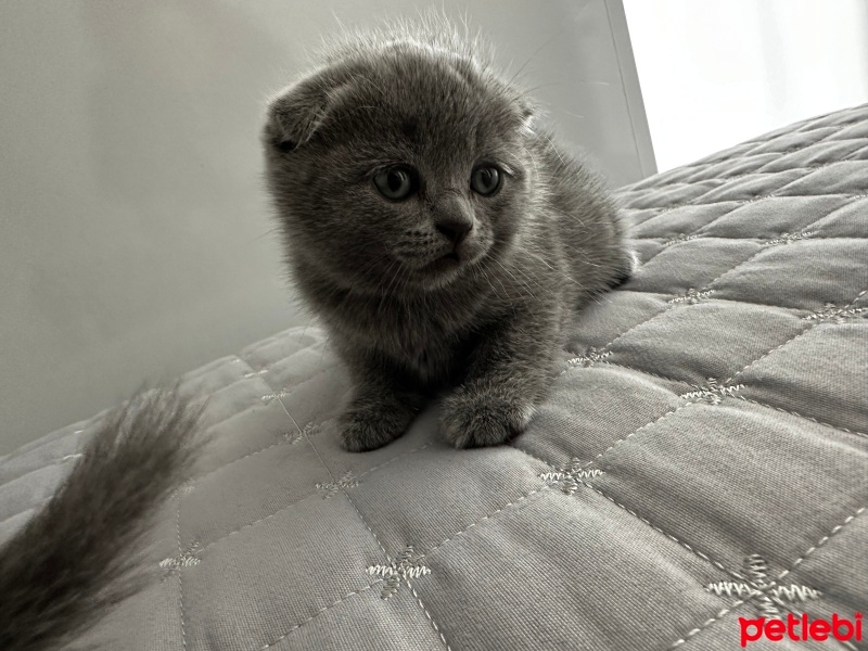 British Shorthair, Kedi  Simba fotoğrafı
