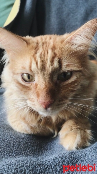 Sarman, Kedi  Adolf fotoğrafı