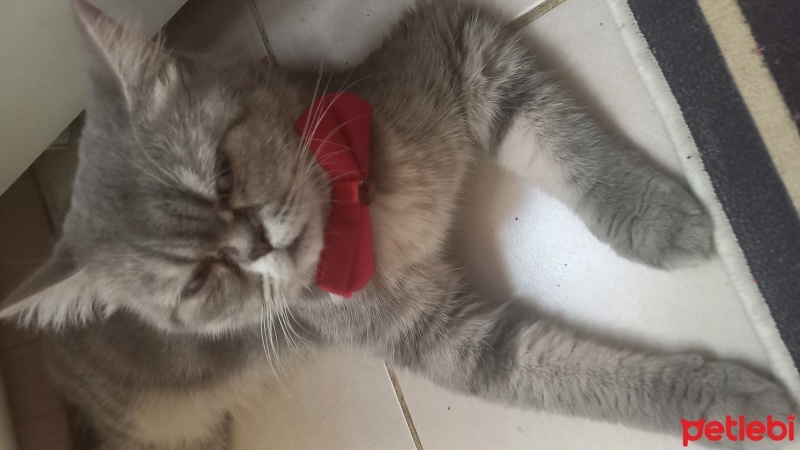 British Shorthair, Kedi  Liloş fotoğrafı